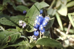 Coccocypselum lanceolatum