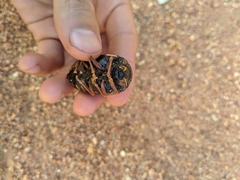 Sternocera castanea