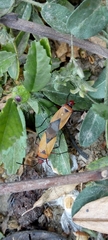 Dysdercus