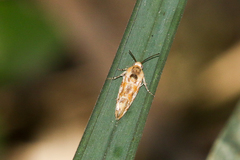 Spragueia jaguaralis