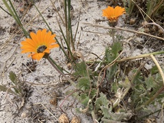 Arctotis breviscapa