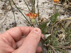 Arctotis breviscapa