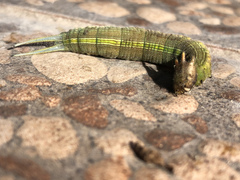 Opsiphanes boisduvallii