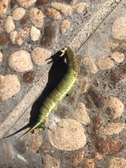 Opsiphanes boisduvallii