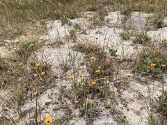 Arctotis breviscapa