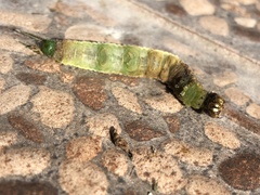 Opsiphanes boisduvallii