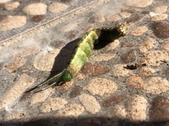 Opsiphanes boisduvallii