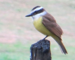 Pitangus sulphuratus