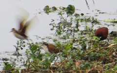Jacana jacana