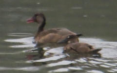 Amazonetta brasiliensis