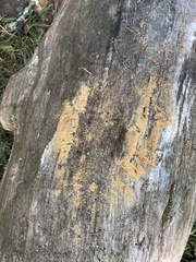 Dendroctonus frontalis