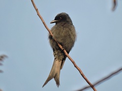 Dicrurus leucophaeus