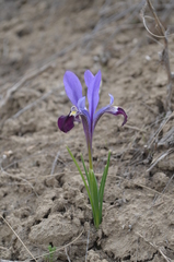 Iris kolpakowskiana