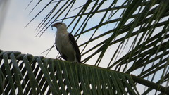 Daptrius chimachima cordatus