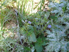 Phacelia viscida