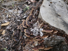 Fuscoporia gilva