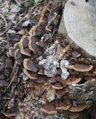 Fuscoporia gilva