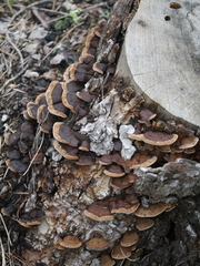 Fuscoporia gilva