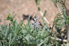 Lupinus caudatus caudatus