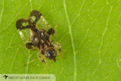 Corythucha associata