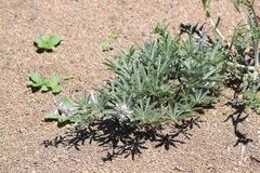 Lupinus caudatus caudatus