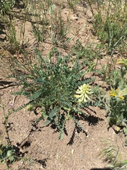 Astragalus curvicarpus
