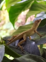 Anolis fuscoauratus