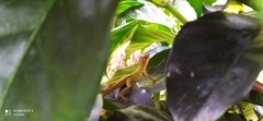 Anolis fuscoauratus