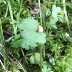 Romanzoffia sitchensis