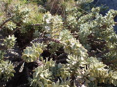 Thymelaea tartonraira tartonraira