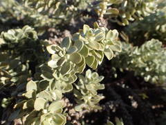 Thymelaea tartonraira tartonraira