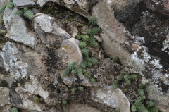 Pseudosedum ferganense