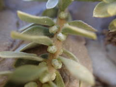 Thymelaea tartonraira tartonraira