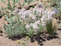 Astragalus andersonii