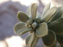 Thymelaea tartonraira tartonraira