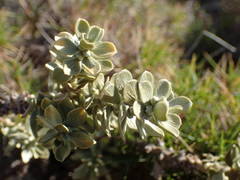Thymelaea tartonraira tartonraira