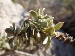 Thymelaea tartonraira tartonraira