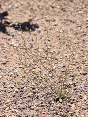 Nemacladus sigmoideus