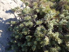Thymelaea tartonraira tartonraira