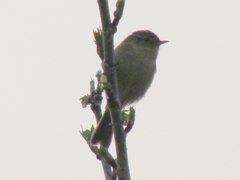 Phylloscopus affinis