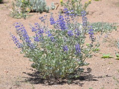 Lupinus caudatus caudatus