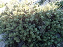 Thymelaea tartonraira tartonraira