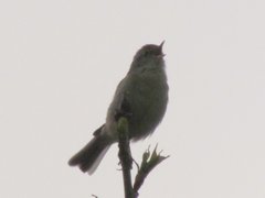 Phylloscopus affinis