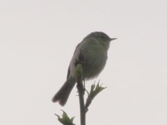 Phylloscopus affinis