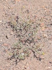 Camissonia parvula