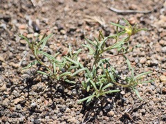 Camissonia parvula