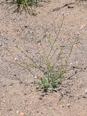 Gilia sinuata
