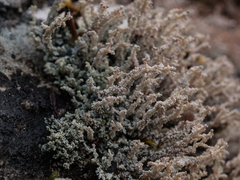 Stereocaulon vesuvianum