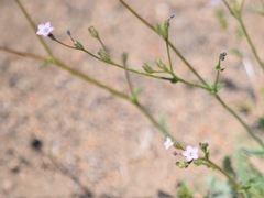 Gilia sinuata
