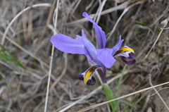 Iris kolpakowskiana
